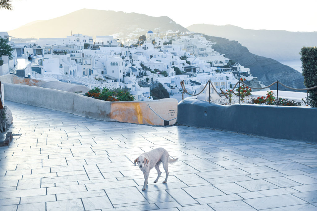 dog strolling in Oia city center